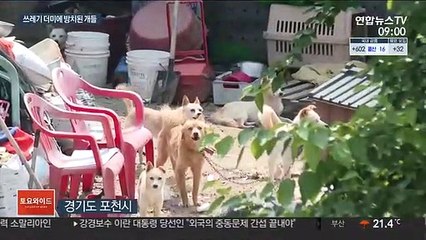 쓰레기더미 속 개 수십마리…주민 불편 호소