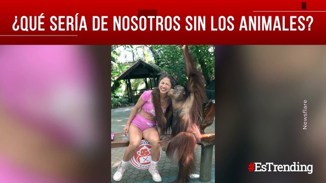 Están hechos para darnos sonrisas: momentos divertidos con animales