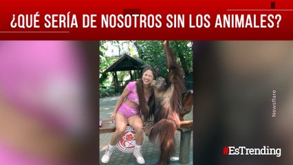 Están hechos para darnos sonrisas: momentos divertidos con animales