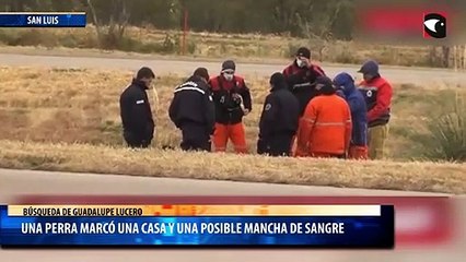 Búsqueda de Guadalupe Lucero: una perra marcó una casa y una posible mancha de sangre