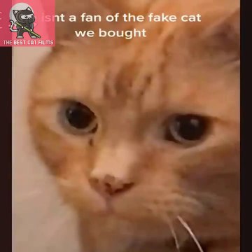 Funny Cats That 100% Will Cure Your Mood - The Best Cat Films