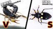 Crazy injection by DR. SCORPION to his enemy ASSASSIN BUG    ( 刺客蟲 VS 黑粗尾蠍 )  Assassin bug VS Strong black poisonous scorpion