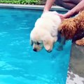 Funniest & Cutest Golden Retriever Puppies #37 - Funny Puppy Videos 2019
