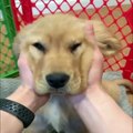 25.Funniest & Cutest Golden Retriever Puppies #33 - Funny Puppy Videos 2019