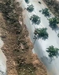 Ms Dhoni eating strawberry in shimla farm.     