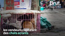 Un million de chats seraient abattus et mangés chaque année au Vietnam