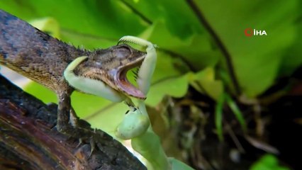 Vahşi hayattan 'polisin kamerasına' yansıyanlar