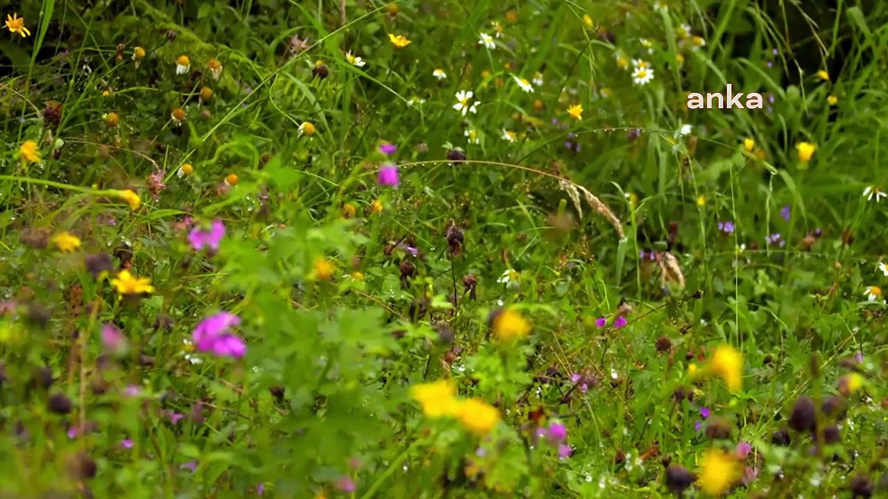 Fındıklı Belediyesi Kadın Korosu'ndan Kazım Koyuncu anısına "Tsira" yorumu