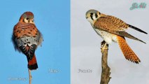 Cắt Mỹ | Loài Chim Săn Mồi Nhỏ Rất Được Yêu Thích