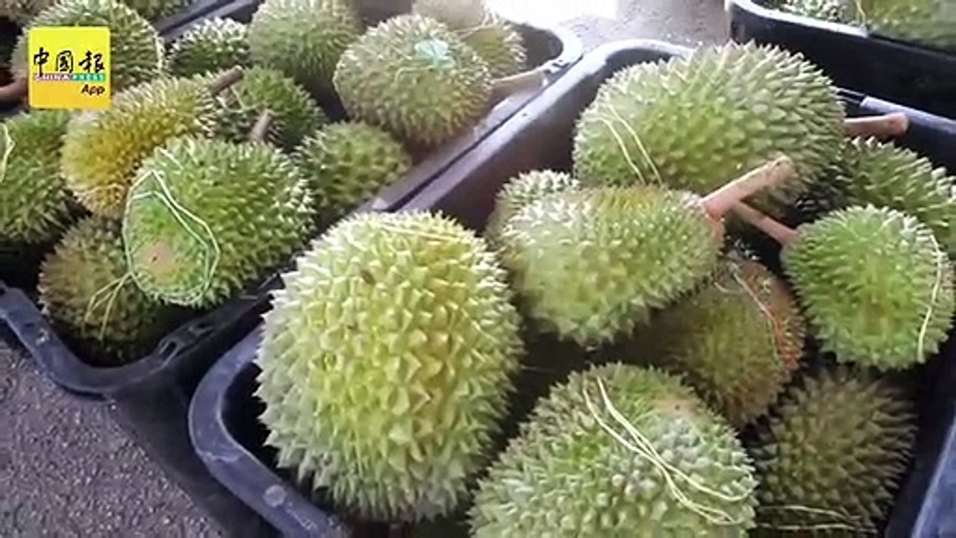 双管齐下卖送上门包换 榴槤贵    也要吃