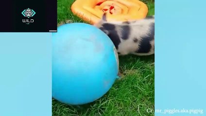 Try not to laugh with Funny Animal's Life