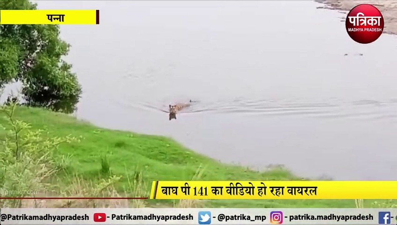 PANNA: नदी पार करते बाघ का शानदार वीडियो आया सामने