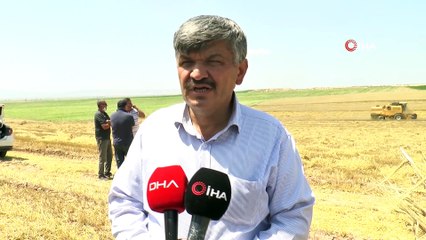 Yağmurlar arpa ve buğdaya yaramadı