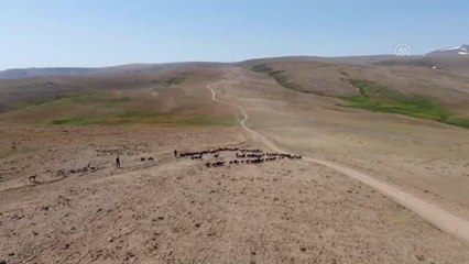 Doğu Anadolu'daki yayla yolculuğu sıcak hava nedeniyle zorlu geçiyor