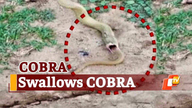 Watch: Snake Cannibalism In Bhubaneswar, 4-Ft Cobra Rescued And Released Into Wild