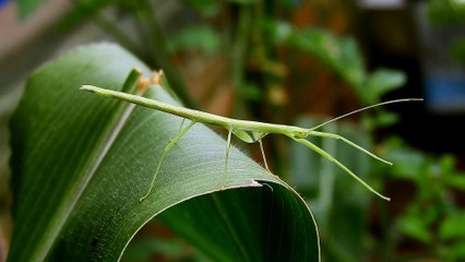 昆虫　by海上浩二