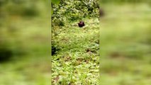 ZONGULDAK -  Fındık tarlasında bulunan ayı yavrusu korumaya alındı