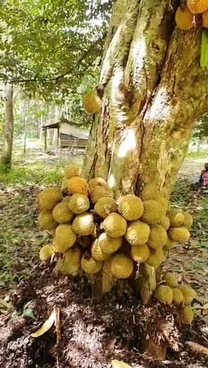 Pokok Durian Buah Lebat