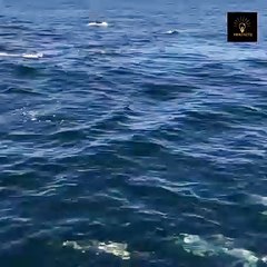DOLPHINS FASCINATING FACTS
