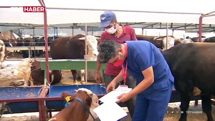 Bayram öncesi kurbanlıklar pazara indi