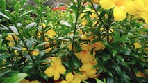 Golden Trumpet | Allamanda Cathartica | Yellow Allamanda | Trumpet Vine | Plants | Flowers | Garden