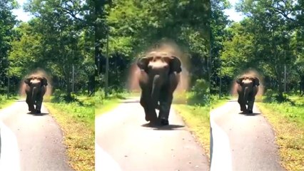 ಕಾಡಿನಲ್ಲಿ ಫೋಟೋ ಕ್ಲಿಕ್ ಮಾಡಿದರೆ ಅಪಾಯ ಕಟ್ಟಿಟ್ಟ ಬುತ್ತಿ | Oneindia Kannada