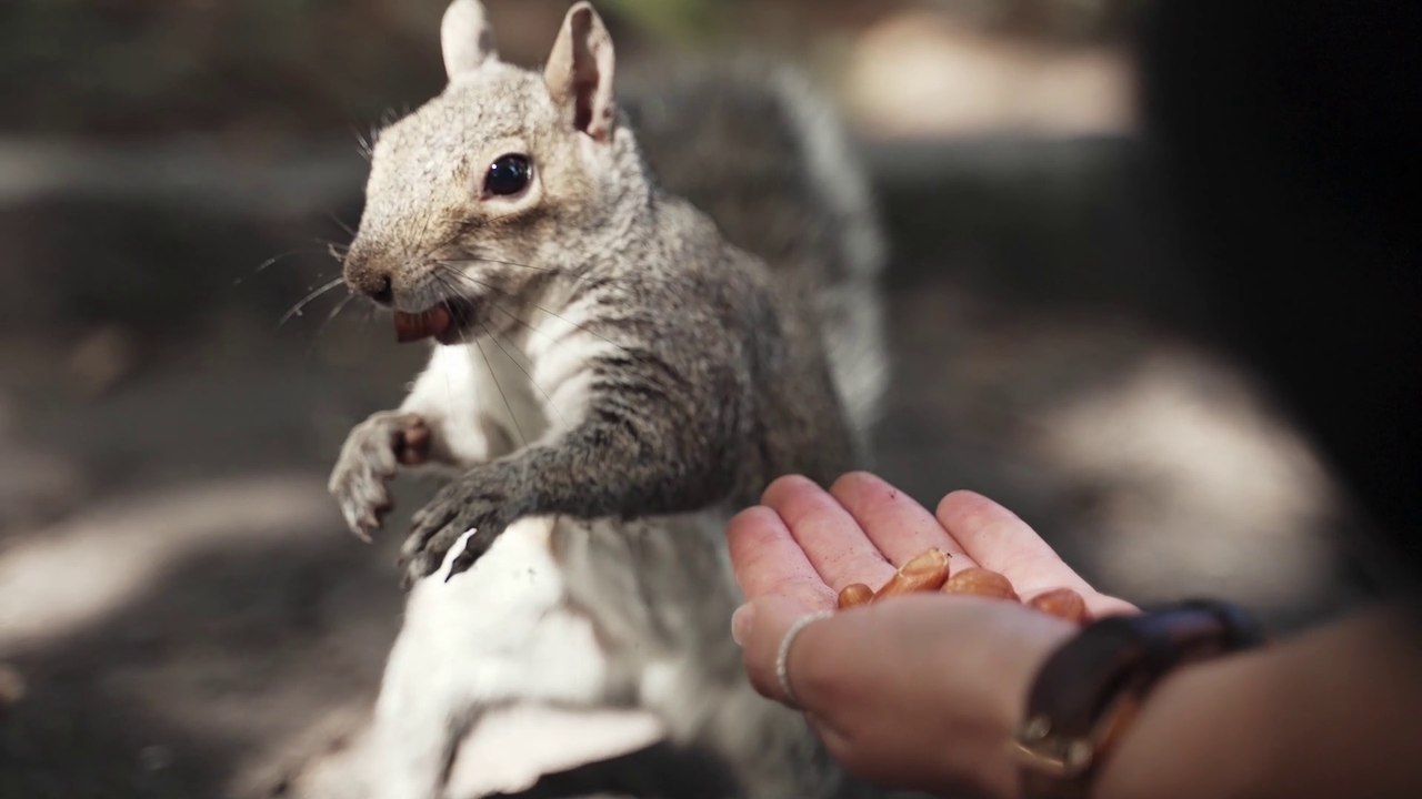 A_Person_Feeding_Squirrel Doves Eating in the park Relexing Music