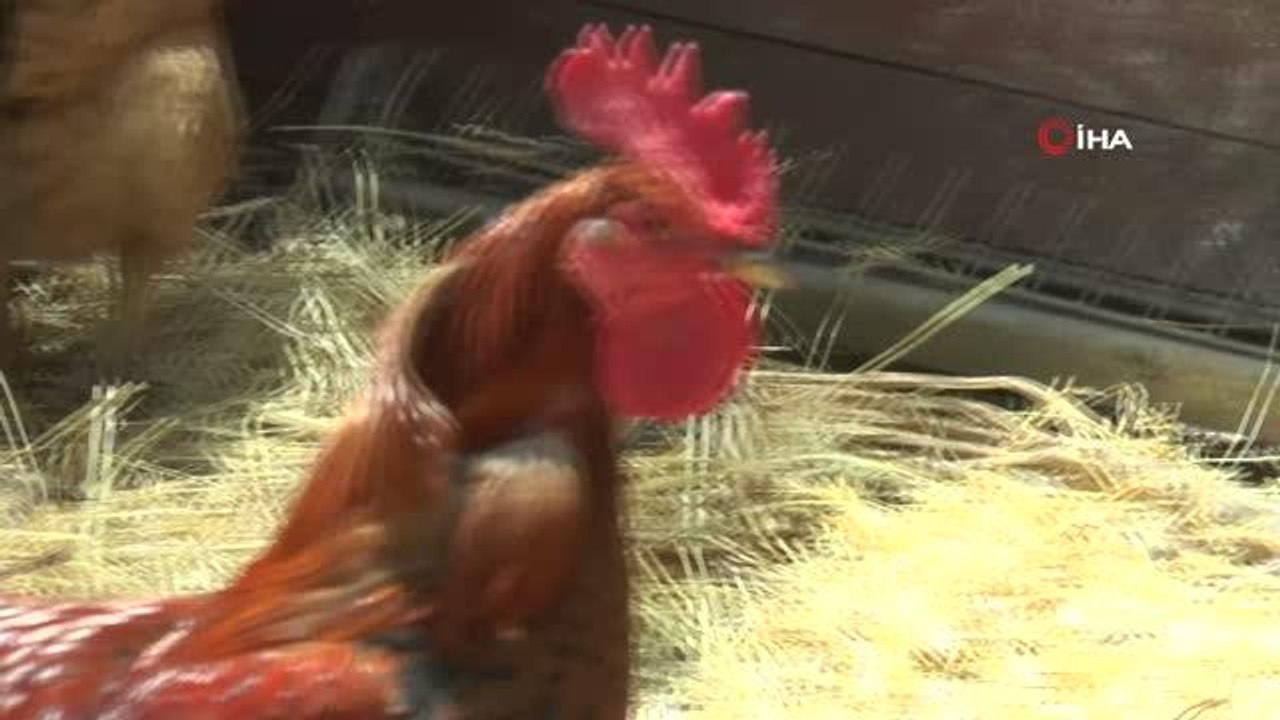 6'ncı kez yumurtlayan horoz görenleri şaşkına çevirdi