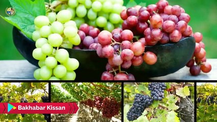 Grapes farming in Pakistan -