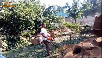 Incredible Skills Fastest Chainsaw Tree Felling, Extreme Biggest Tree Cutting Down Machines