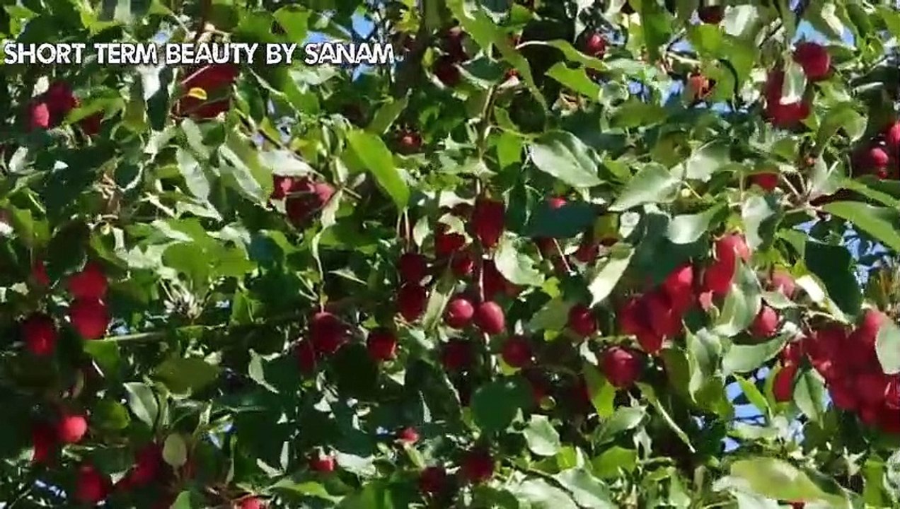 The benefits of eating an apple a day are innumerable @Short term beauty by Sanam