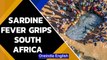 Sardine fever: Shoal of fish loks like oil spill, fishermen rush to catch | Oneindia News