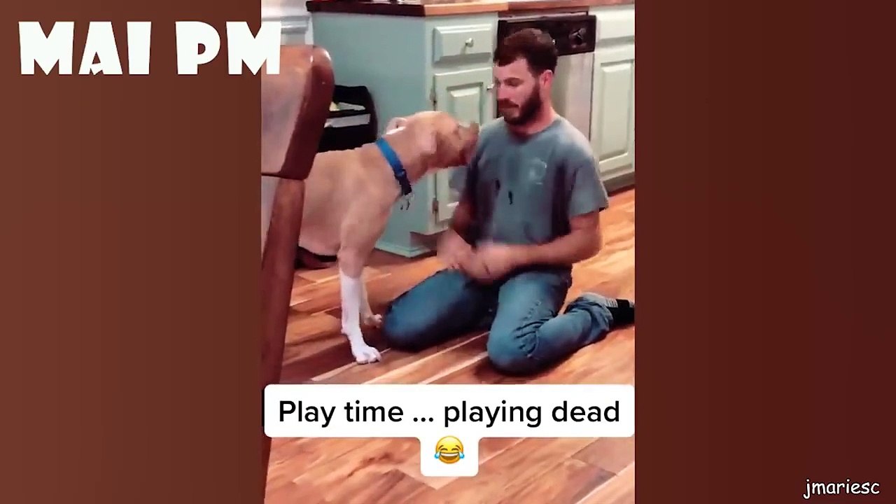 Dogs Never Fail To Make Us Laugh - Funny Dogs Videos