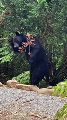 Bear Scratching Against Tree