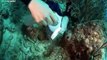 Ciencia para Todos 26JUN2021 | Preservación de moluscos en las costas venezolanas