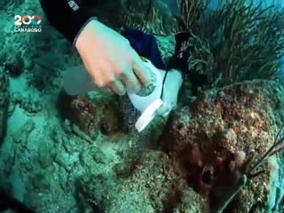 Ciencia para Todos 26JUN2021 | Preservación de moluscos en las costas venezolanas