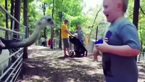 Kids And Animals At The Zoo | Funny Fails Videos