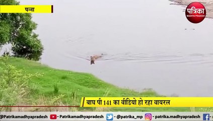 video story: नदी पार करते बाघ का शानदार वीडियो