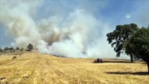 OSMANİYE - Anız yangını ormanlık alana sıçramadan söndürüldü