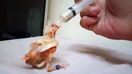 Meloloh anakan burung kenari