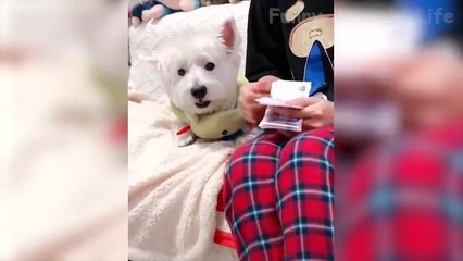  Funniest  Cats And  Dogs - Awesome Funny Pet Animals Life Video 