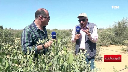 أستاذ الهندسة الوراثية: أرض المغرة لزراعة الجوجوبا أول مشروع في مصر اشتغل بالطاقة الشمسية