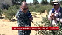 مصر الخامس عالميا في زراعة شجرة الجوجوبا أستاذ الهندسة الوراثية يسرد أهمية زراعة الجوجوبا