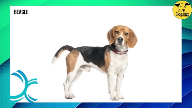 Dogs Breed | Dogs PRO | Funny Dog Breeds