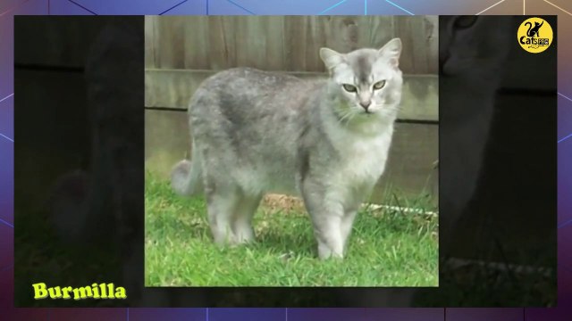 Cat breeds | All A - Z | Funny Cats PRO | Cute Cats Breed