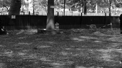 Perros jugando en el parque...