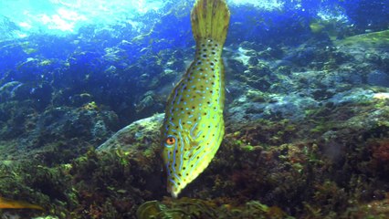변하는 제주 바다...복어독 50배 '날개쥐치' 첫 포착 / YTN