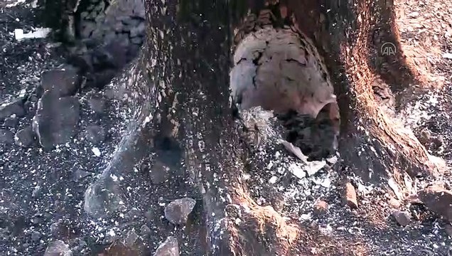 ANTALYA - Kaş'ta çıkan orman yangınları kontrol altına alındı (2)