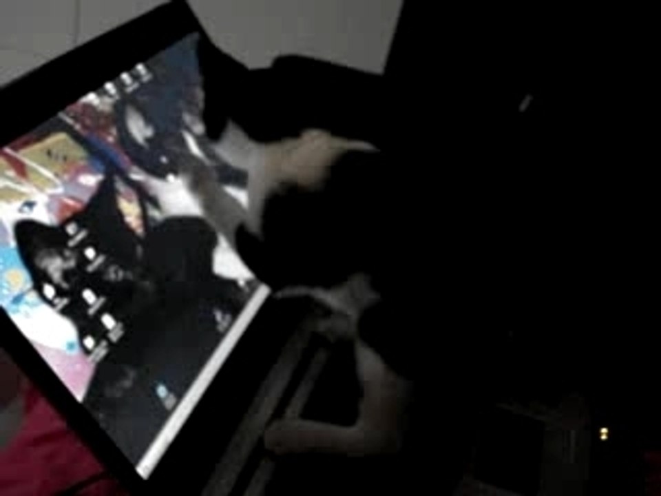 Sarkozy rend les chats nerveux