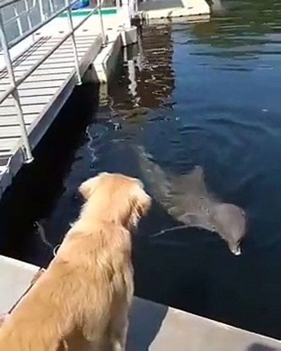 Golden Retriever And Dolphin Meet